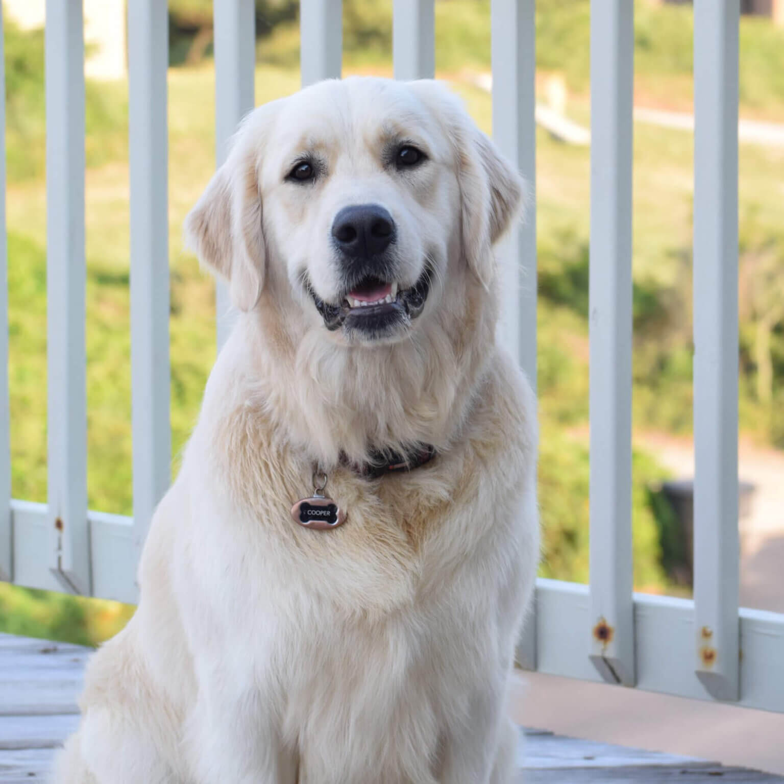 4 Steps to Maintaining Canine Oral Health Freeland Animal Hospital